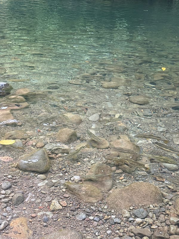 Clear stream with fish observed in Petit-Bourg, France