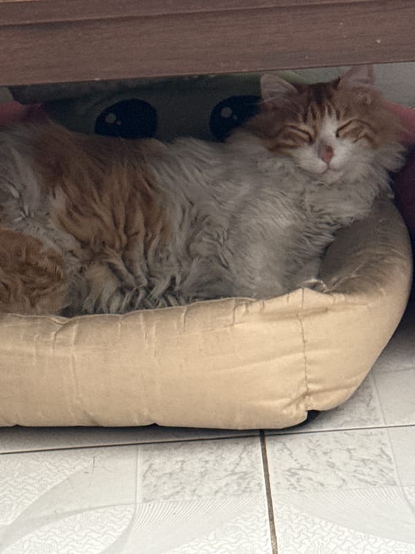 Cat rests in corner bed with toy in Puebla home