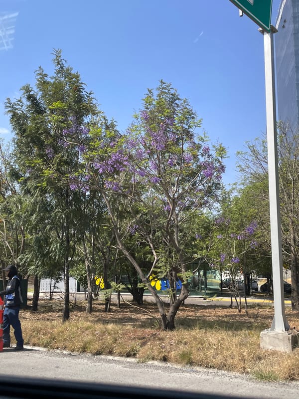 Purple flowering tree captured in San Bernardino Tlaxcalancingo street