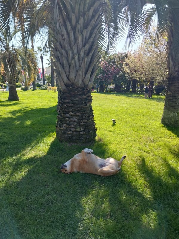Dog enjoys sunny afternoon rest in Sochi park