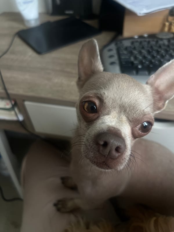 Chihuahua chills on a desk beside a computer in Kharkiv