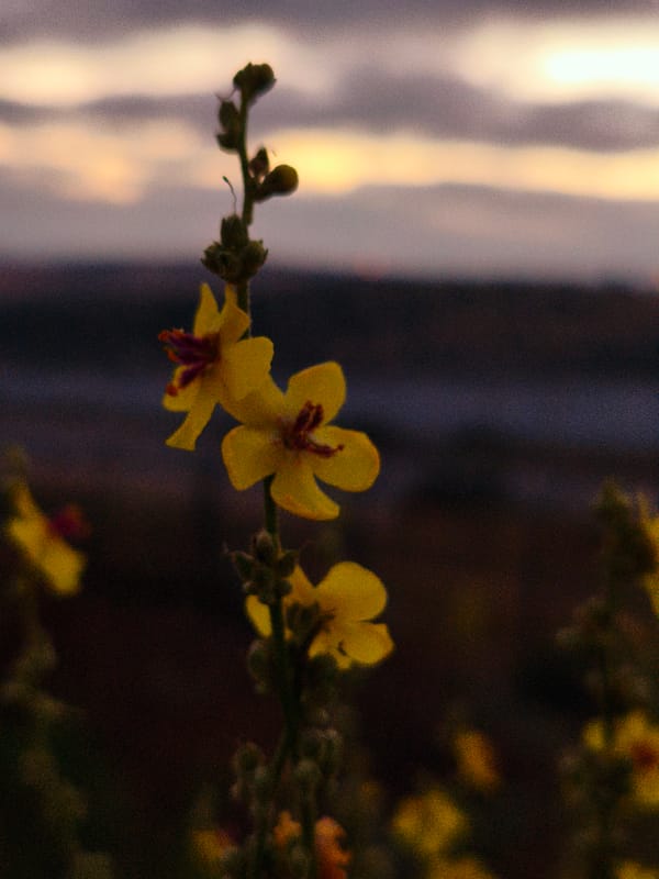 Dusk stop near Lachish barrier road, wildflowers and selfies