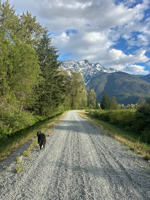 Dog on a gravel road, Pemberton Valley mountains behind