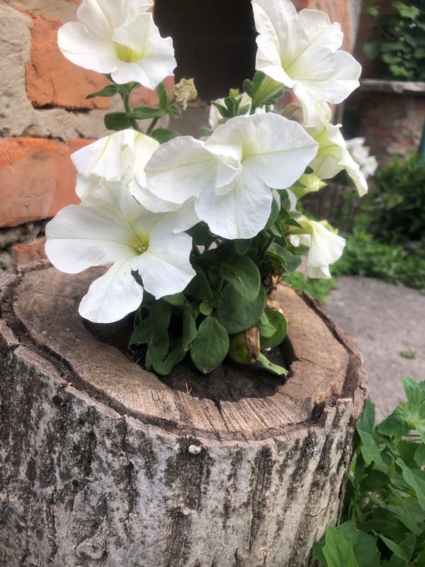 Garden flowers in bloom, petunias leading the show