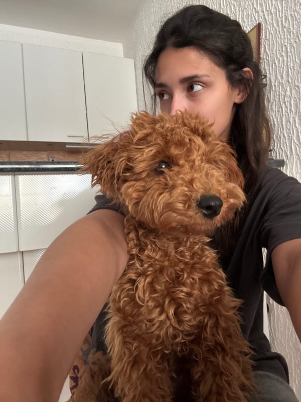 Morning domestic moments with poodle documented in Sutomore home