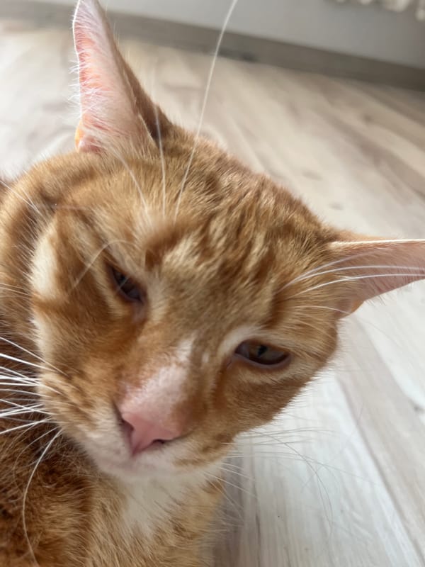 Orange tabby cat napping on a wooden floor in Zabrze