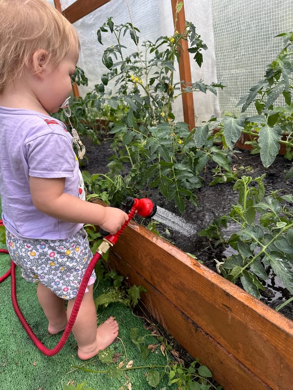 Toddler waters tomato plants in a Nizhny Novgorod greenhouse