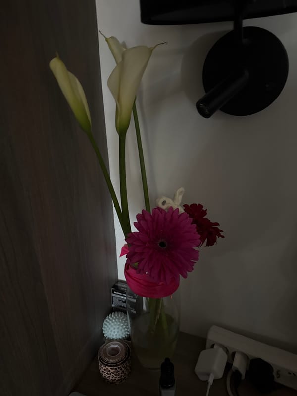 Quiet Daily Moments: Cats, Flowers, Mountains Captured