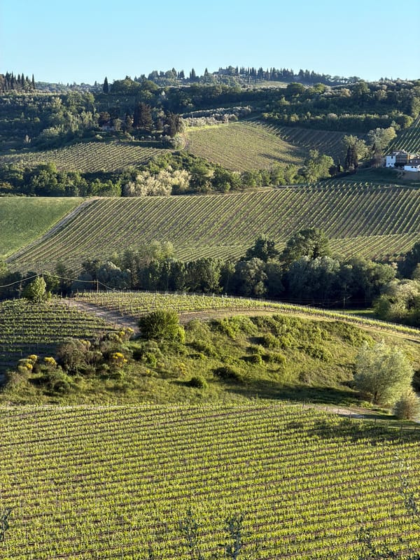 Tuscan vineyard vistas and portrait captured in Ulignano