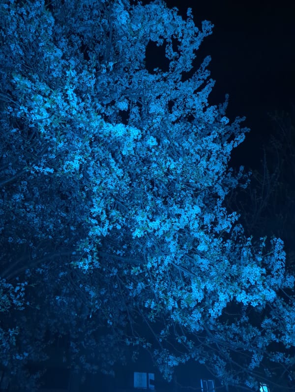 Illuminated blossoming tree photographed at night in Razgrad, Bulgaria