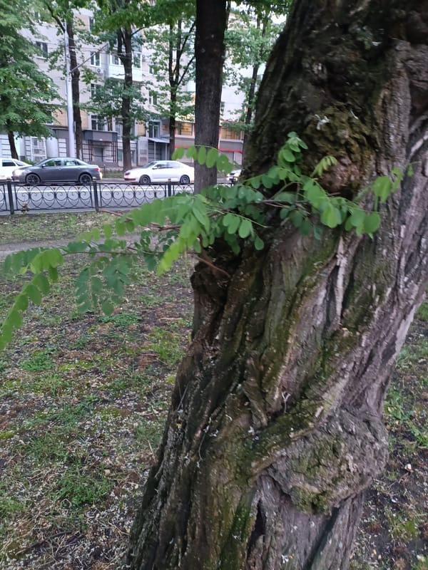 Summer greenery and park details in Stavropol, Russia