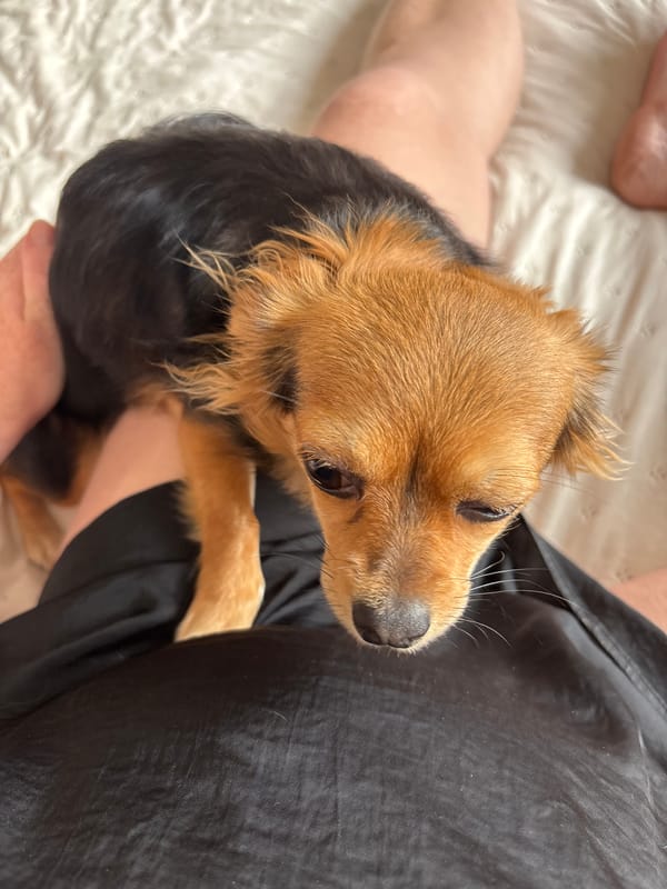 Two small dogs chilling in a Sochi bedroom