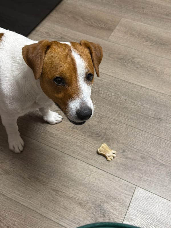 Jack Russell Terrier plays and rests indoors in Moscow