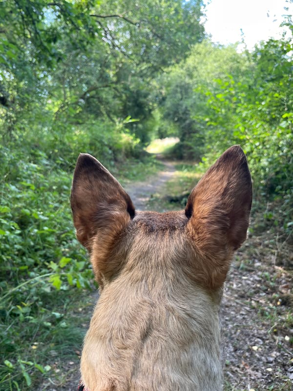 Dog walk through Belgian countryside, wildflowers and forest paths