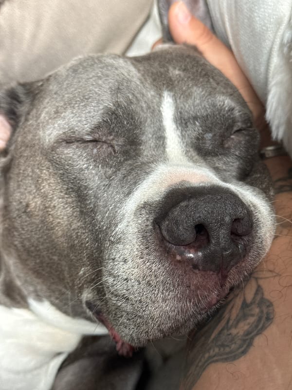 Dog sleeps peacefully with owner in Luxembourg home