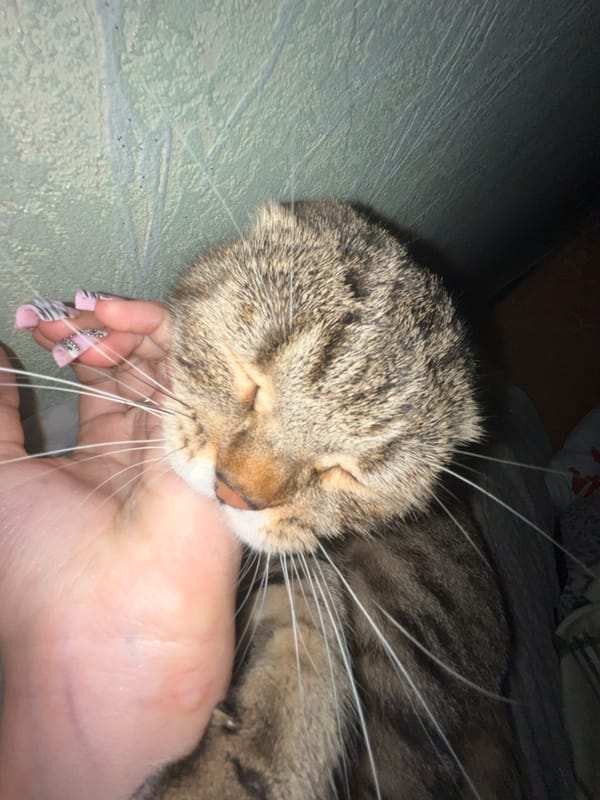 Lazy afternoon with Scottish Fold cat in Semyonov bedroom