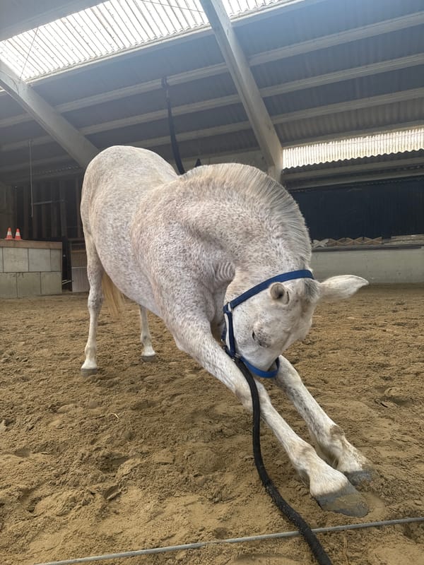 Gray horse observed in indoor arena in Estaimpuis, Belgium