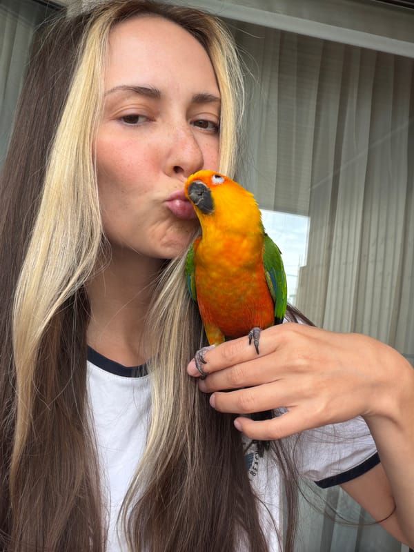 Sun conure parrot living its best life in a Khimki apartment