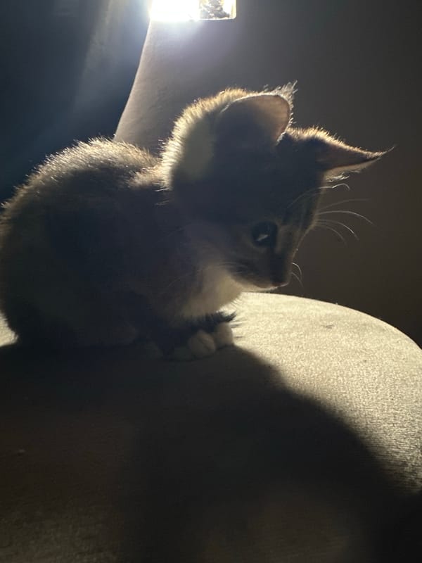 Kitten at home in Jos, with glimpses of the neighborhood outside