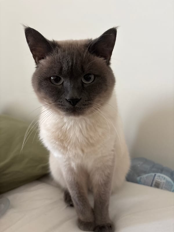 Siamese cat rests with crossed paws in Antwerp home