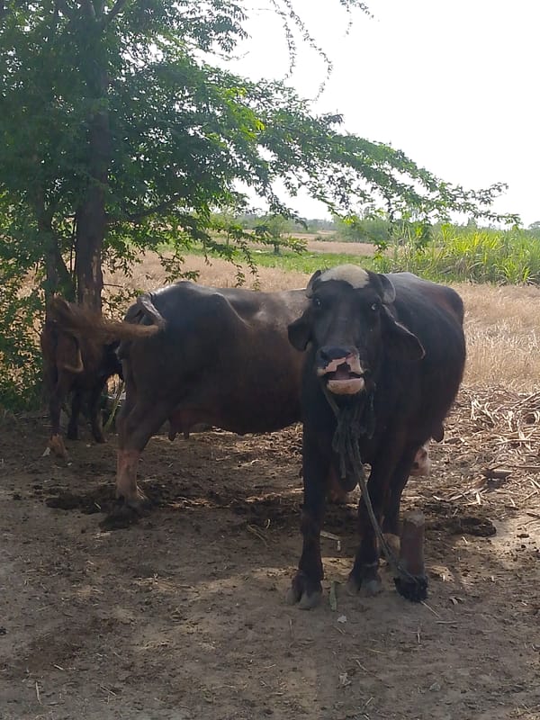 Rural life documented: water buffaloes and blooming roses observed