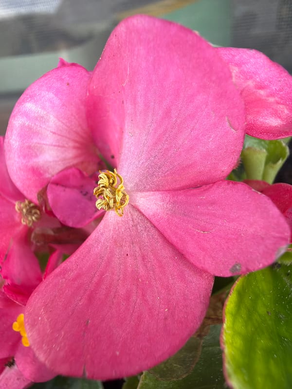 Rural Poland afternoon: flowers, landscapes, everyday moments documented