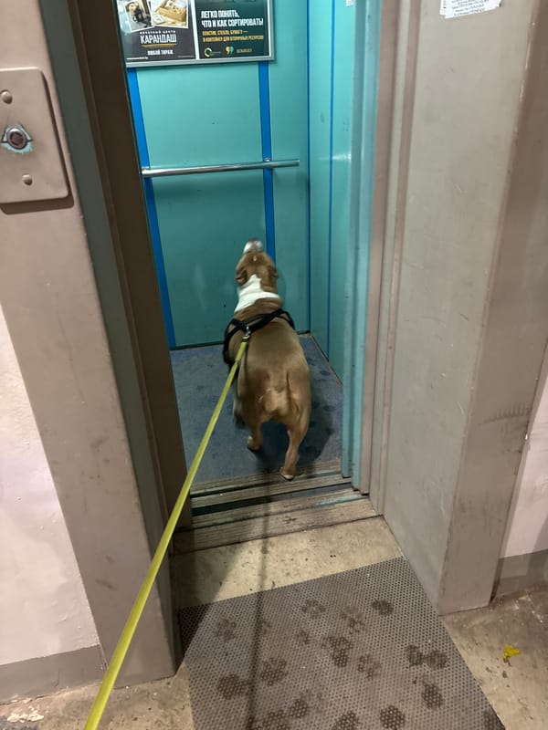 Dog rides elevator in Minsk apartment building