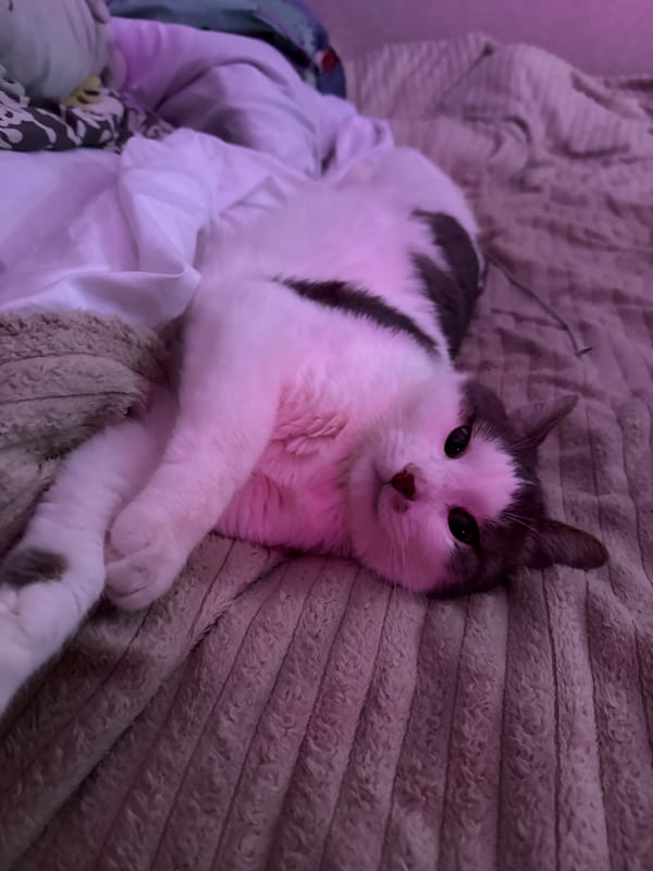 Cats at home and summer skies in Shushary