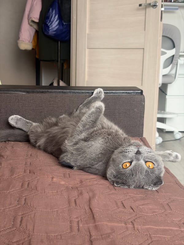 Cat lounges while student works on coursework in Saint Petersburg
