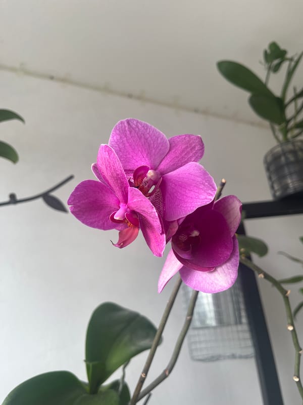 Orchids, strawberries, and houseplants fill a morning plant check