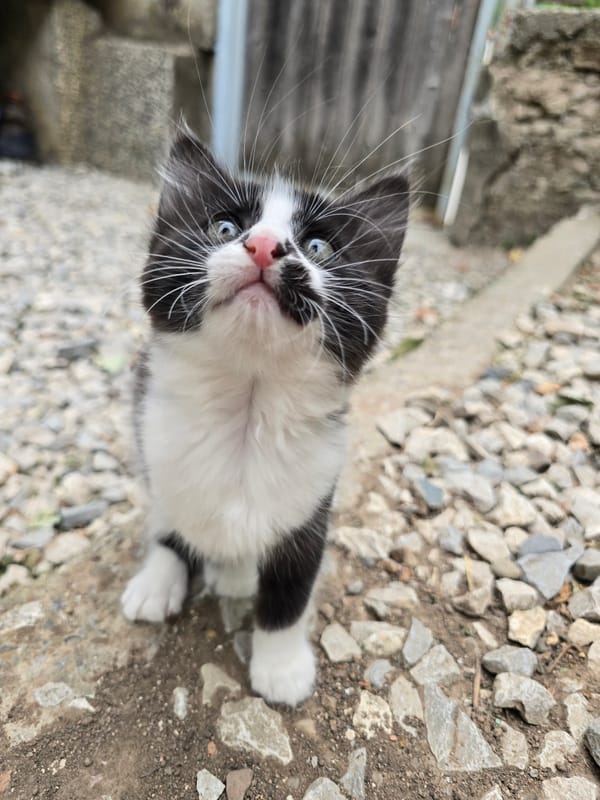 Black and white kitten plays on gravel in Kirchevo, Bulgaria