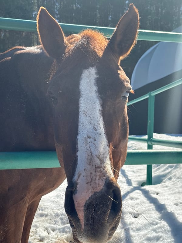 Horses photographed near green fence in Russian village