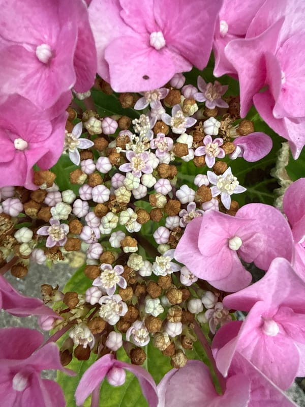 Close-up garden details: hydrangeas, marigold, and green tomatoes