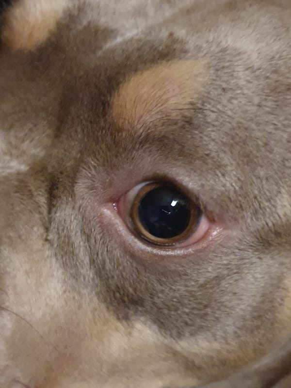 Close-up animal eye photograph captured in Ulyanovsk