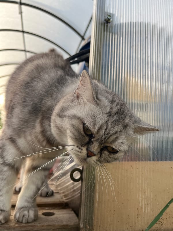 Cat and backyard vaping moment in Chaikovsky, Russia