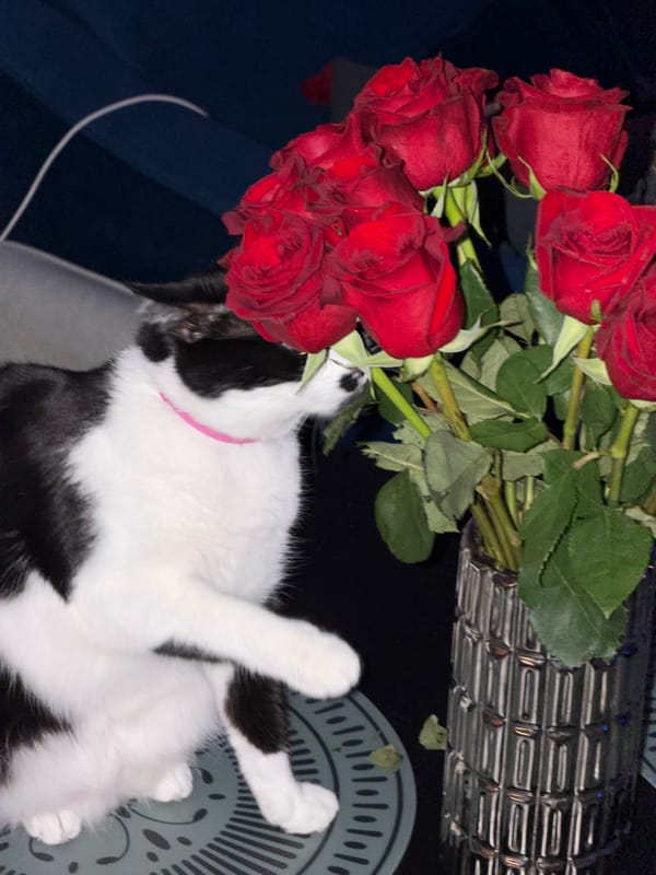Two women spend casual evening together in Belgrade with cat