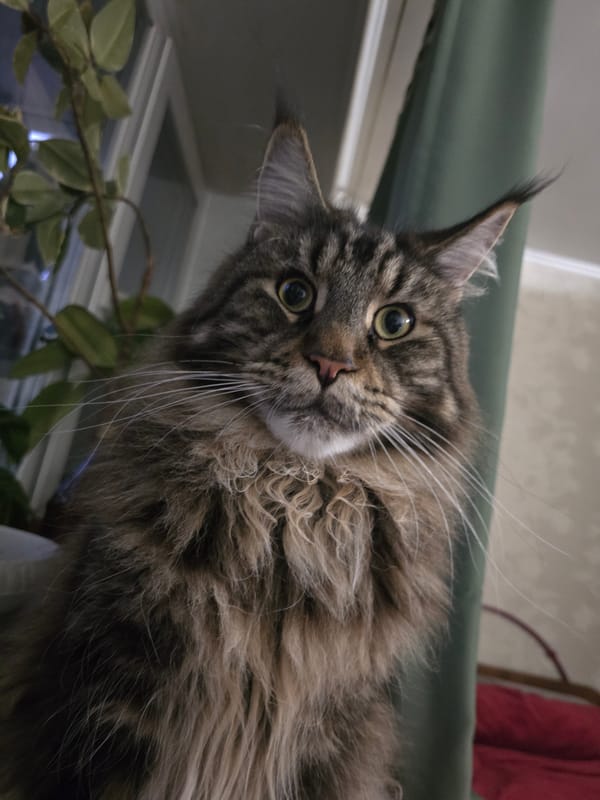 Rainy Krasnoyarsk afternoon, cats indoors and streets wet outside