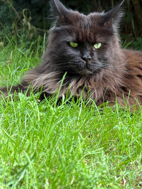 Cats lounging across UK neighborhoods during afternoon