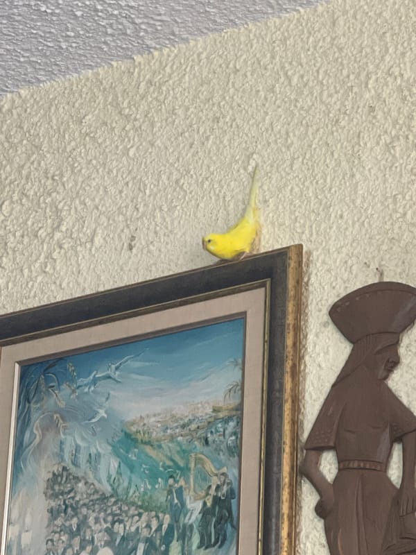Yellow parakeet perches on decorated wall in Petah Tikva