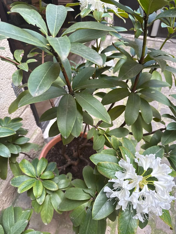 Person rests on Parisian bench amid spring flowers and theater ads