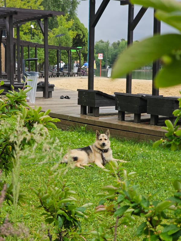 Overcast summer afternoon at a Moscow lakeside park