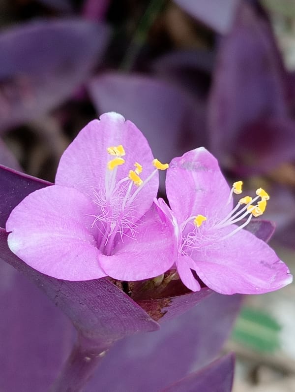 Morning flowers and schoolgirl dance captured in Keudekrueng, Indonesia
