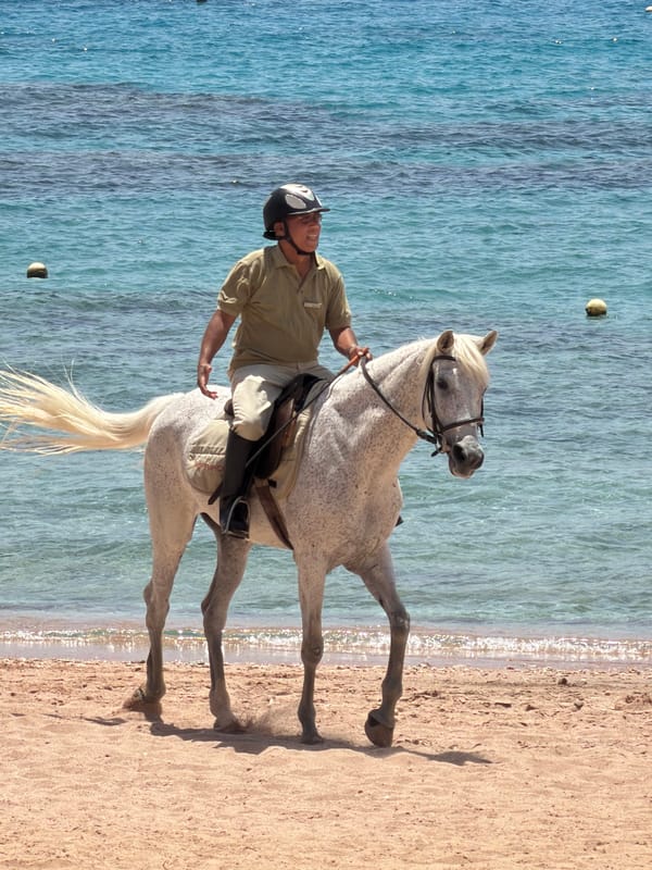 Beach horseback riding observed in Sharm El Sheikh