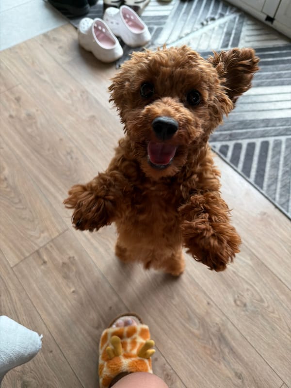 Toy poodle obsessed with giraffe slippers, Sofia backyard
