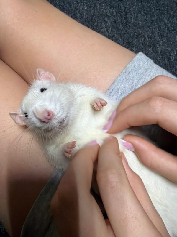 Person holds white rat in lap during casual moment