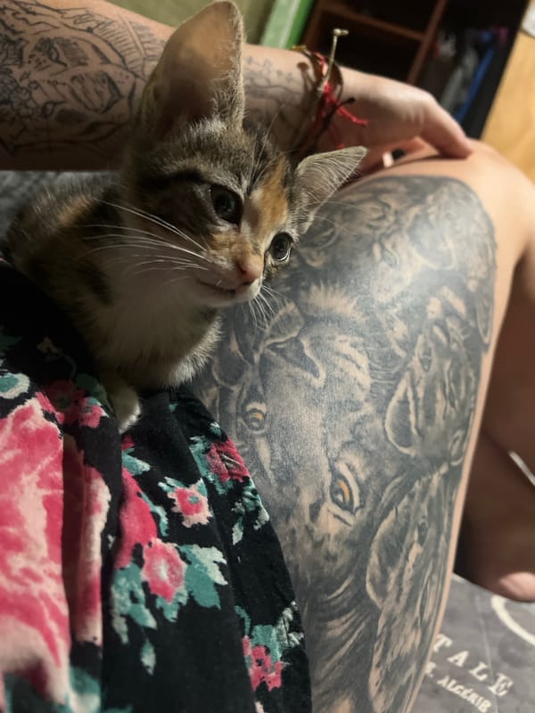 Tattooed person cuddles with kittens in early morning Arica