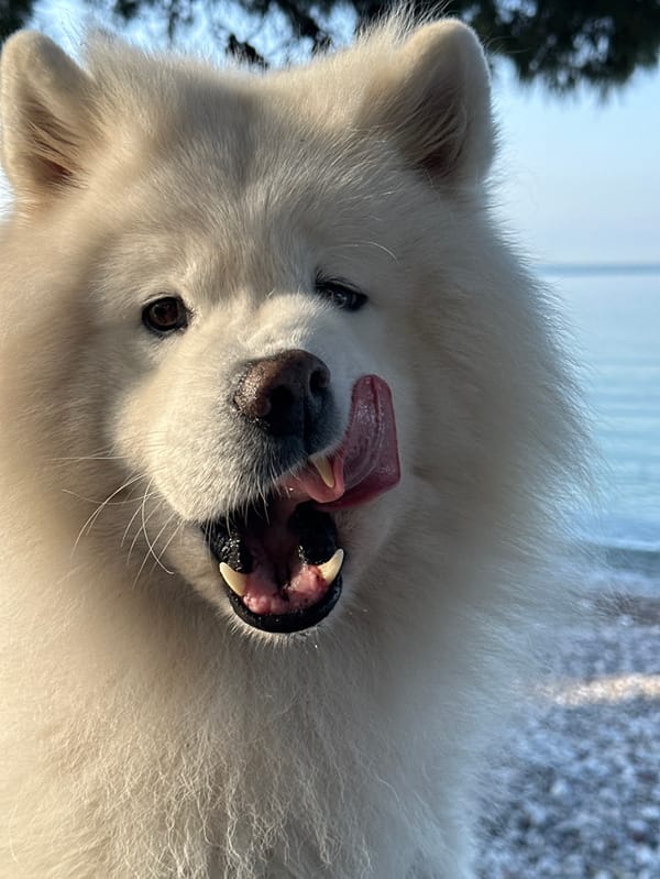 Morning beach visit with Samoyed dog in Montenegro