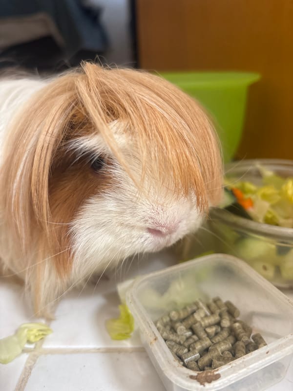 Guinea pig photographed by witnesses in Puebla, Mexico