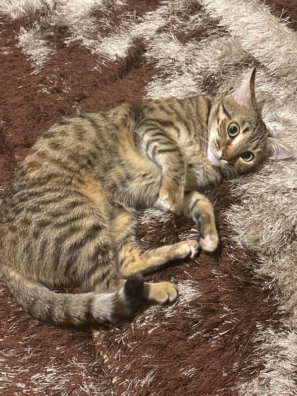 Tabby cat relaxes on rug in Sofia home