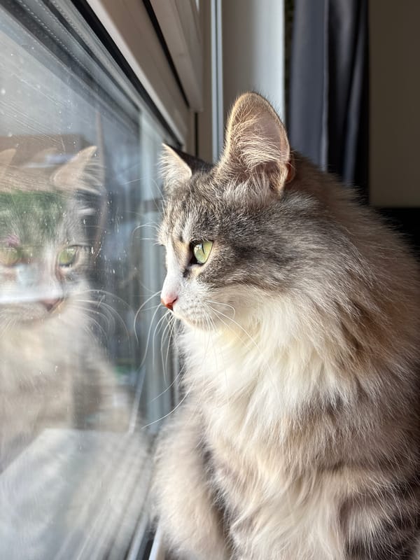 Cat observed at window in Chasovnya, Russia apartment